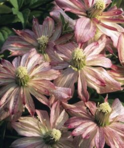 Clematis Montana Marjorie (górski) poj. 4L