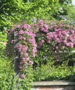Alternative view of Clematis Montana Marjorie (górski) poj. 2l