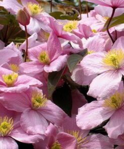 Clematis Montana Rubens (botaniczny) GÓRSKI P9/C1