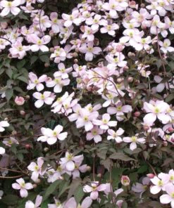 Alternative view of Clematis Montana Rubens (botaniczny) GÓRSKI poj.2l