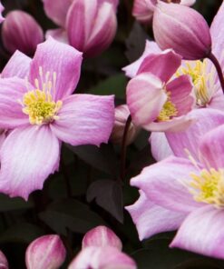 Clematis Montana Rubens (botaniczny) GÓRSKI poj.2l