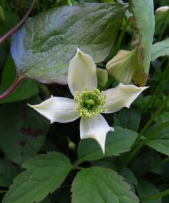 Clematis górski Montana 'Wilsonii' poj. 2L