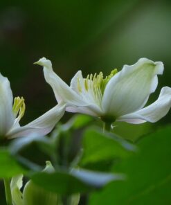 Alternative view of Clematis górski Montana 'Wilsonii' poj. 2L