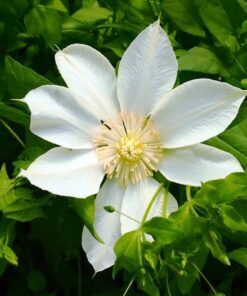 Clematis Moonlight (syn, Yellow Queen) poj,4l