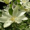 Clematis Moonlight (syn. Yellow Queen) poj.2l