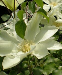 Clematis Moonlight (syn. Yellow Queen) poj.2l