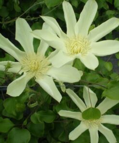 Alternative view of Clematis Moonlight (syn. Yellow Queen) poj.2l