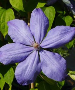 Clematis Mrs Cholmondeley (wielkokwiatowy) poj, 4L