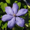 Clematis Mrs Cholmondeley (wielkokwiatowy) P9/C1