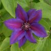Clematis Mrs N.Thompson (wielkokwiatowy) P9/C1