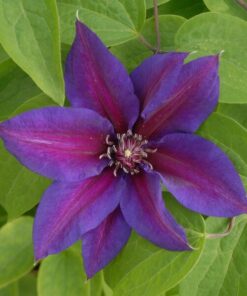Clematis Mrs N.Thompson (wielkokwiatowy) P9/C1