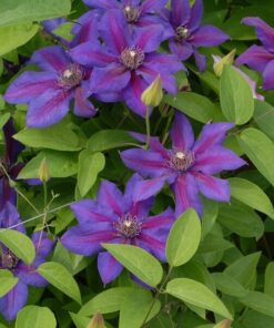 Alternative view of Clematis Mrs N,Thompson (wielkokwiatowy) poj,2l
