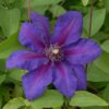 Clematis Mrs N,Thompson (wielkokwiatowy) poj,2l