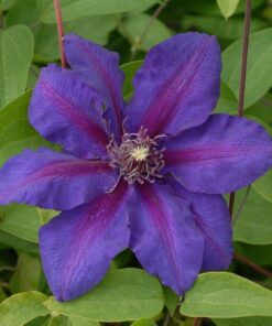 Clematis Mrs N,Thompson (wielkokwiatowy) poj,2l