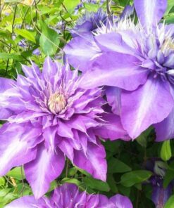 Alternative view of Clematis Multi Blue (wielkokwiatowy) PEŁNY poj. 2l