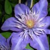 Clematis Multi Blue (wielkokwiatowy) PEŁNY poj. 2l