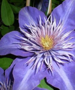 Clematis Multi Blue (wielkokwiatowy) PEŁNY poj. 2l