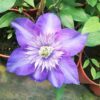 Clematis Multi Blue (wielkokwiatowy) PEŁNY poj. 4l