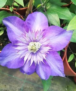 Clematis Multi Blue (wielkokwiatowy) PEŁNY poj. 4l
