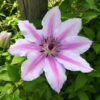 Clematis Nelly Moser (wielkokwiatowy) P9/C1