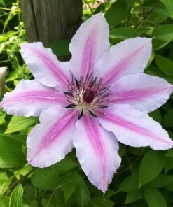 Clematis Nelly Moser (wielkokwiatowy) P9/C1