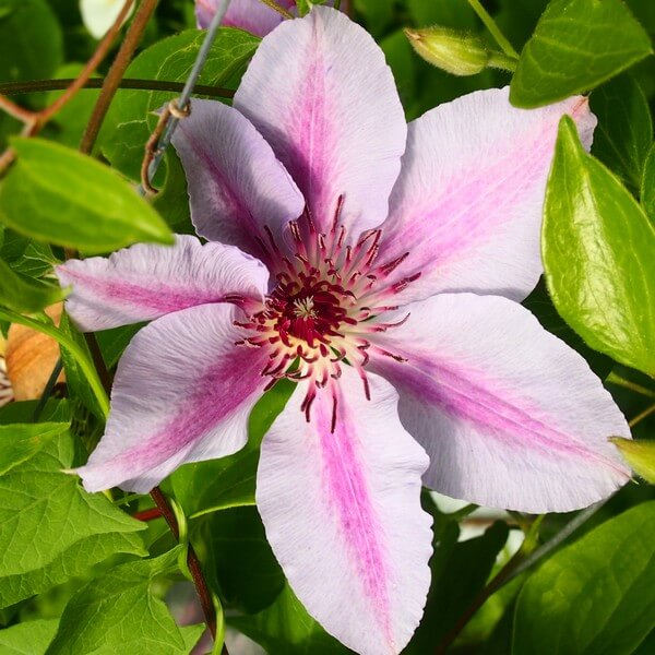 Clematis Nelly Moser (wielkokwiatowy) poj, 4L - obrazek 3
