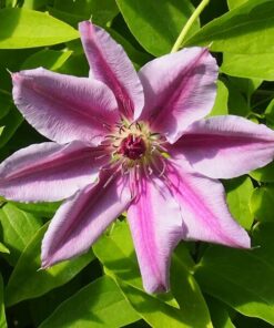 Alternative view of Clematis Nelly Moser (wielkokwiatowy) poj, 4L
