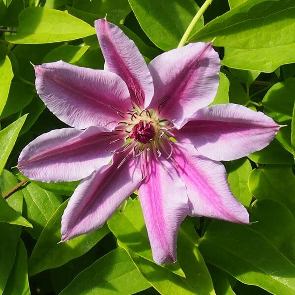 Clematis Nelly Moser (wielkokwiatowy) poj, 4L - obrazek 2
