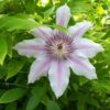 Clematis Nelly Moser (wielkokwiatowy) poj, 4L