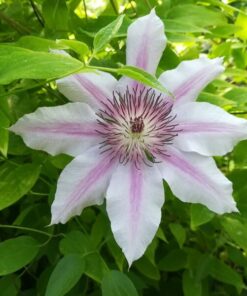 Clematis Nelly Moser (wielkokwiatowy) poj, 4L