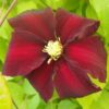Clematis Niobe (wielkokwiatowy) P9/C1