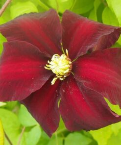 Clematis Niobe (wielkokwiatowy) P9/C1