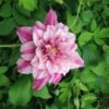 Clematis wielkokwiatowy Patricia Ann Fretwell 'Pafar' P9/C1