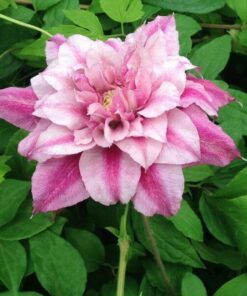 Alternative view of Clematis wielkokwiatowy Patricia Ann Fretwell 'Pafar' P9/C1