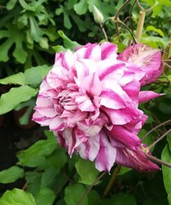 Alternative view of Clematis wielkokwiatowy Patricia Ann Fretwell 'Pafar' poj. 2L