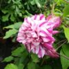 Clematis wielkokwiatowy Patricia Ann Fretwell 'Pafar' poj. 4L