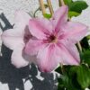 Clematis Pink Fantasy w poj. 2L