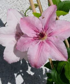 Clematis Pink Fantasy w poj. 2L