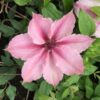 Clematis Pink Fantasy w poj, 4L
