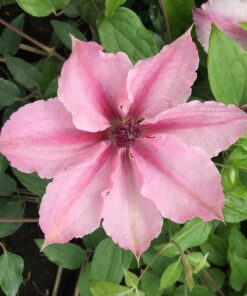 Clematis Pink Fantasy w poj, 4L