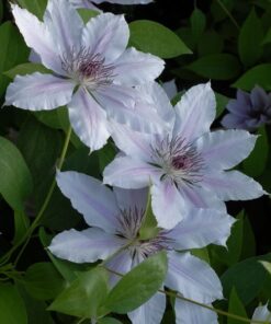 Alternative view of Clematis Pink Fantasy w poj, 4L