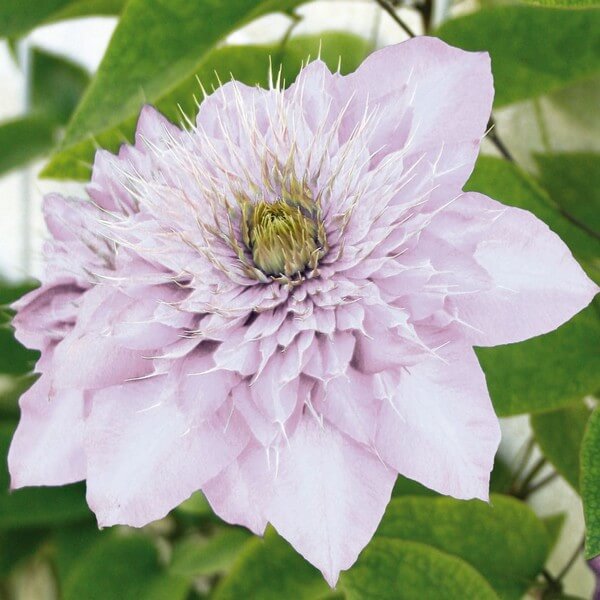 Clematis Proteus (wielkokwiatowy) PEŁNY P9/C1