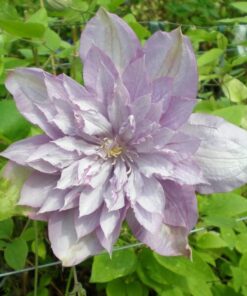 Clematis Proteus (wielkokwiatowy) PEŁNY poj. 2l