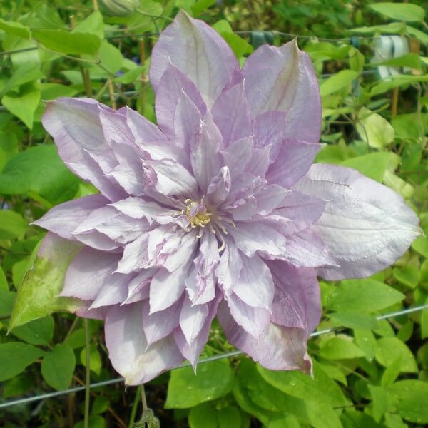 Clematis Proteus (wielkokwiatowy) PEŁNY P9/C1 - obrazek 3