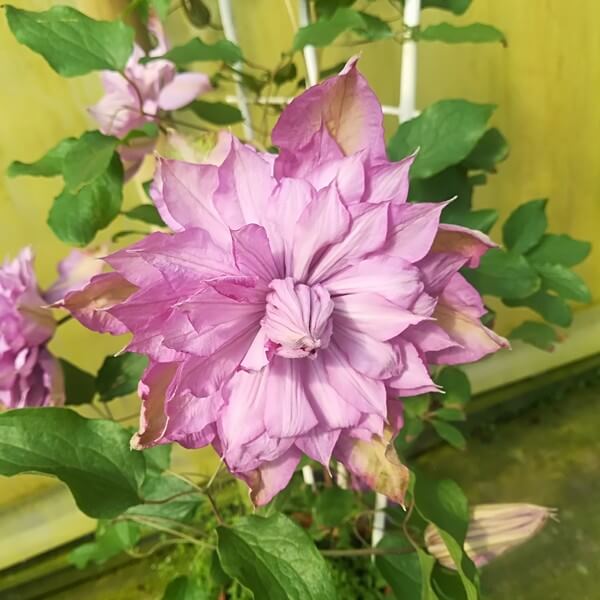 Clematis Proteus (wielkokwiatowy) PEŁNY P9/C1 - obrazek 4