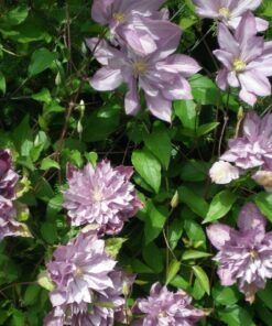 Alternative view of Clematis Proteus (wielkokwiatowy) PEŁNY poj. 2l