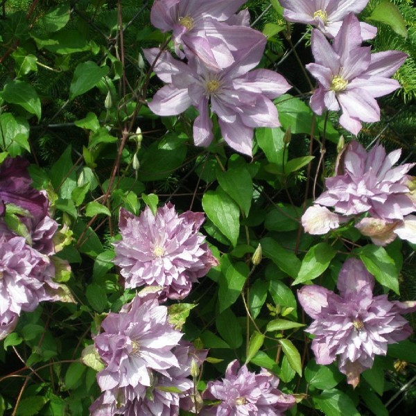 Clematis Proteus (wielkokwiatowy) PEŁNY P9/C1 - obrazek 2