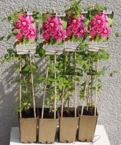 Alternative view of Clematis Purpurea Plena Elegans (viticella) poj, 4l