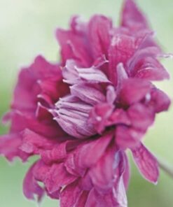 Clematis Purpurea Plena Elegans (viticella) poj, 4l