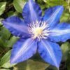 Clematis Rhapsody poj. 2L